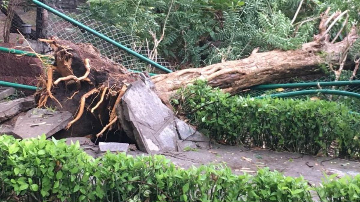 Mumbai Rain One Killed After Tree Falls On Hut In Byculla Third Such Death In Two Days 9143